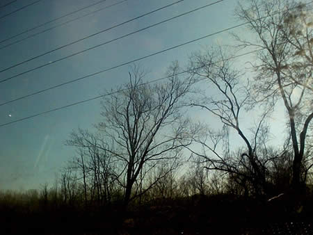 Dead Trees
