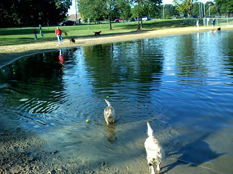 My dogs look like sewer creatures when wet.