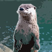 Otter Button