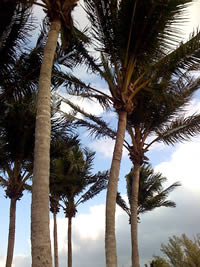 Palm Trees