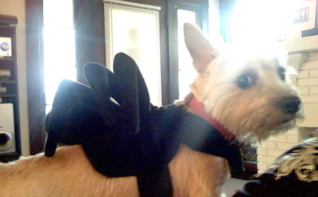 Rowan in her Halloween costume
